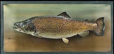 casedwardtrout[1].jpg